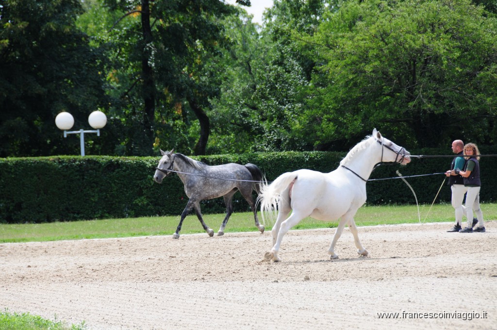 Scuderie di Lipica 2011.07.27_2.JPG